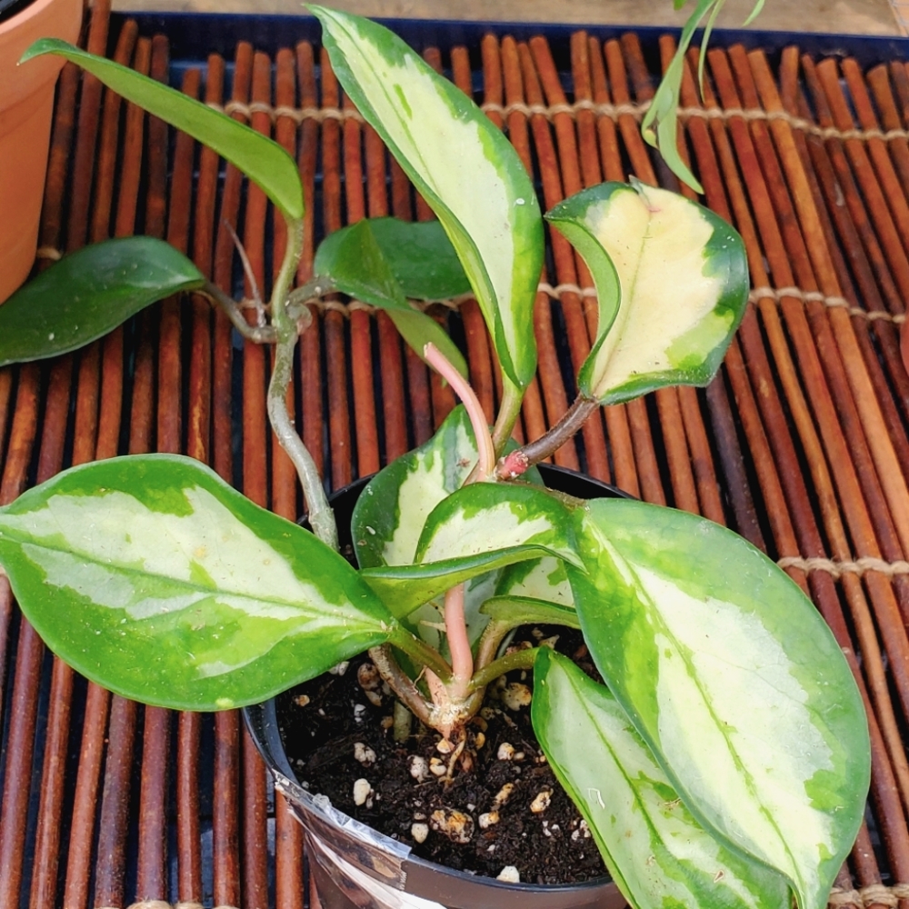Hoya Krimson Princess 3" pot - Picture 6 of 6